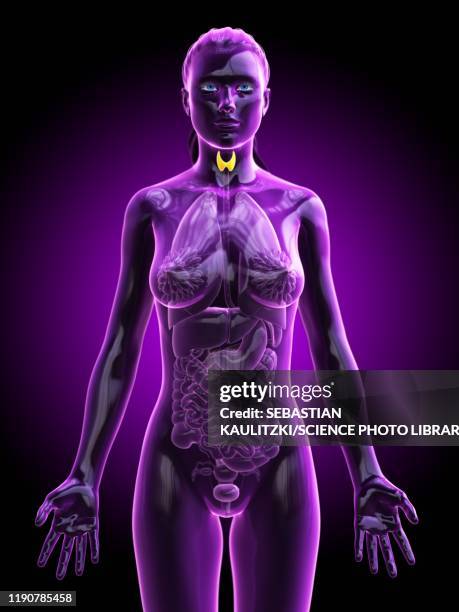 thyroid gland, illustration - thyroid hormone stock illustrations