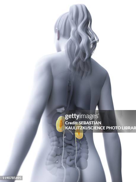 stockillustraties, clipart, cartoons en iconen met kidneys, illustration - human kidney