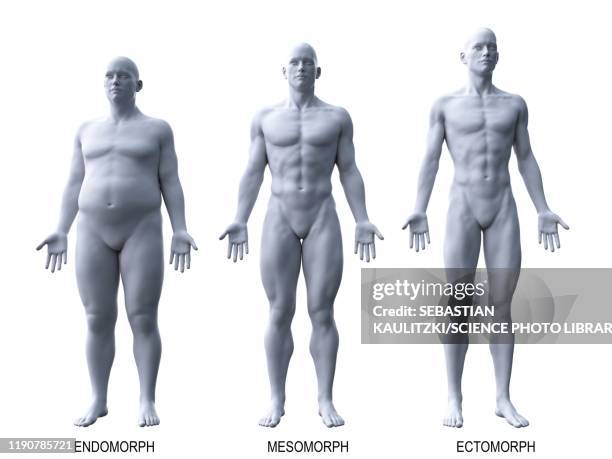 male body types, illustration - the human body点のイラスト素材／クリップアート素材／マンガ素材／アイコン素材