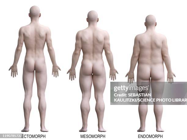 male body types, illustration - human body proportions stock illustrations