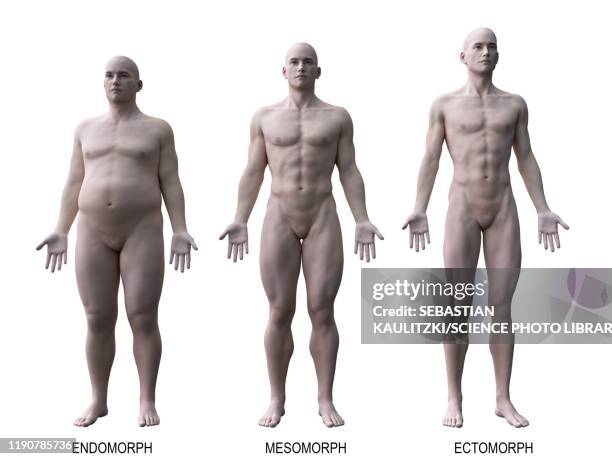 male body types, illustration - 3d human model stock illustrations