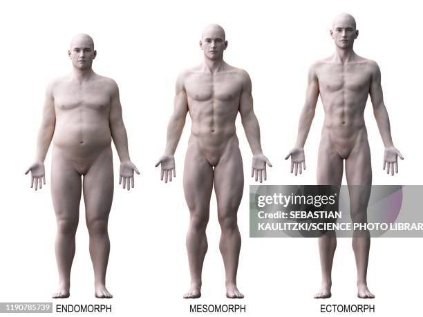 male body types, illustration - appearance stock illustrations