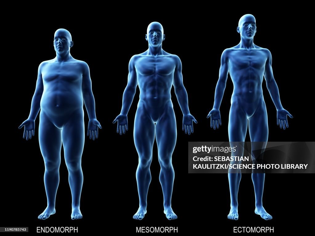 Men Body Types Mens Body Types