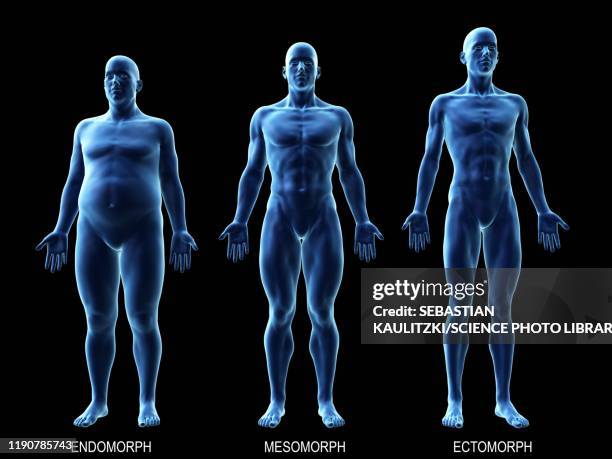 male body types, illustration - human body proportions stock illustrations
