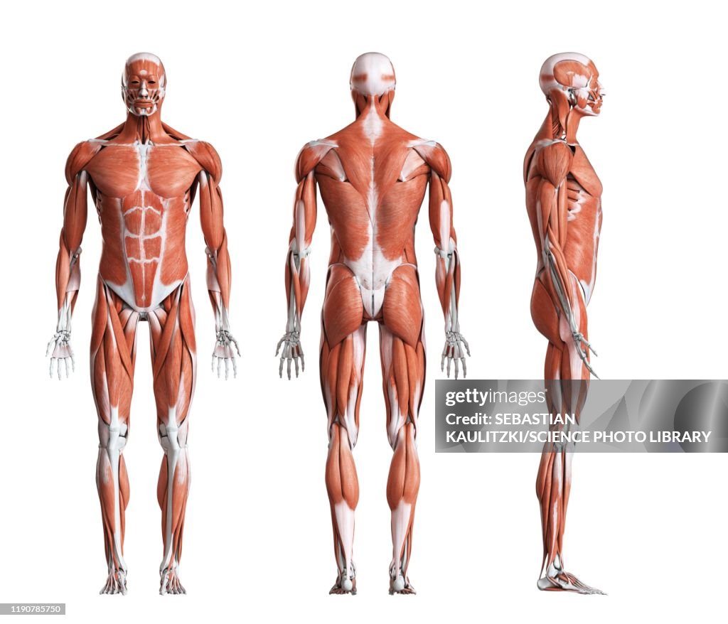 Male musculature, illustration