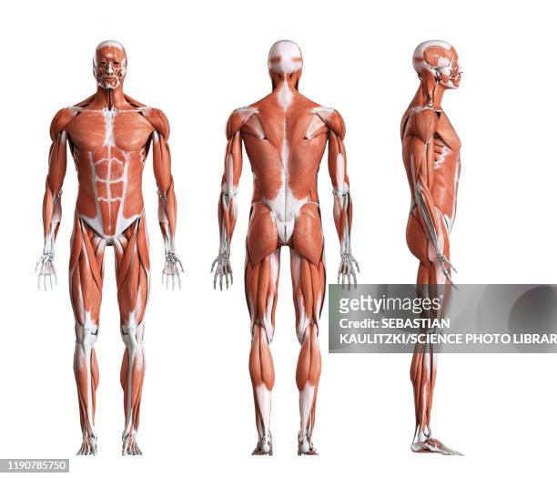 male musculature, illustration - human body part stock illustrations
