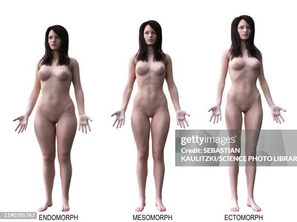 female body types, illustration - human body proportions stock illustrations