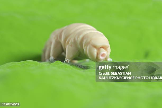 water bear, illustration - water bear stock pictures, royalty-free photos & images