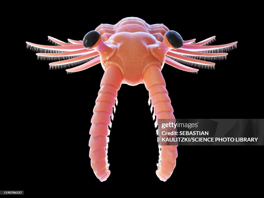 Anomalocaris, illustration