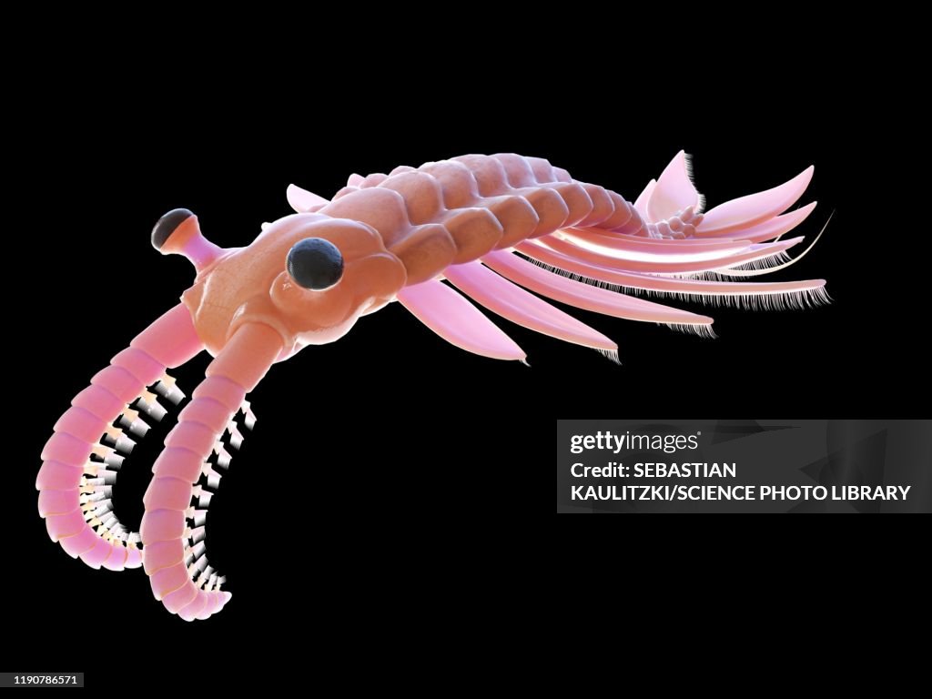 Anomalocaris, illustration