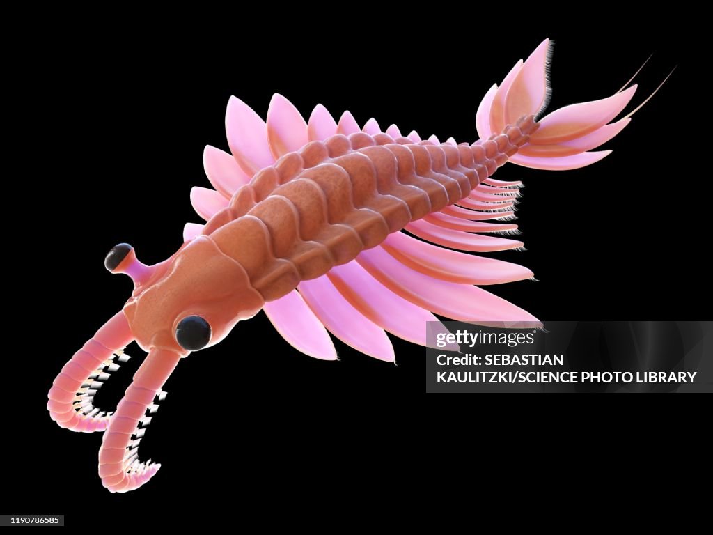 Anomalocaris, illustration