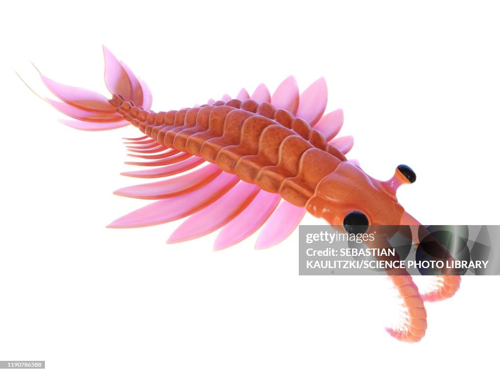 Anomalocaris, illustration