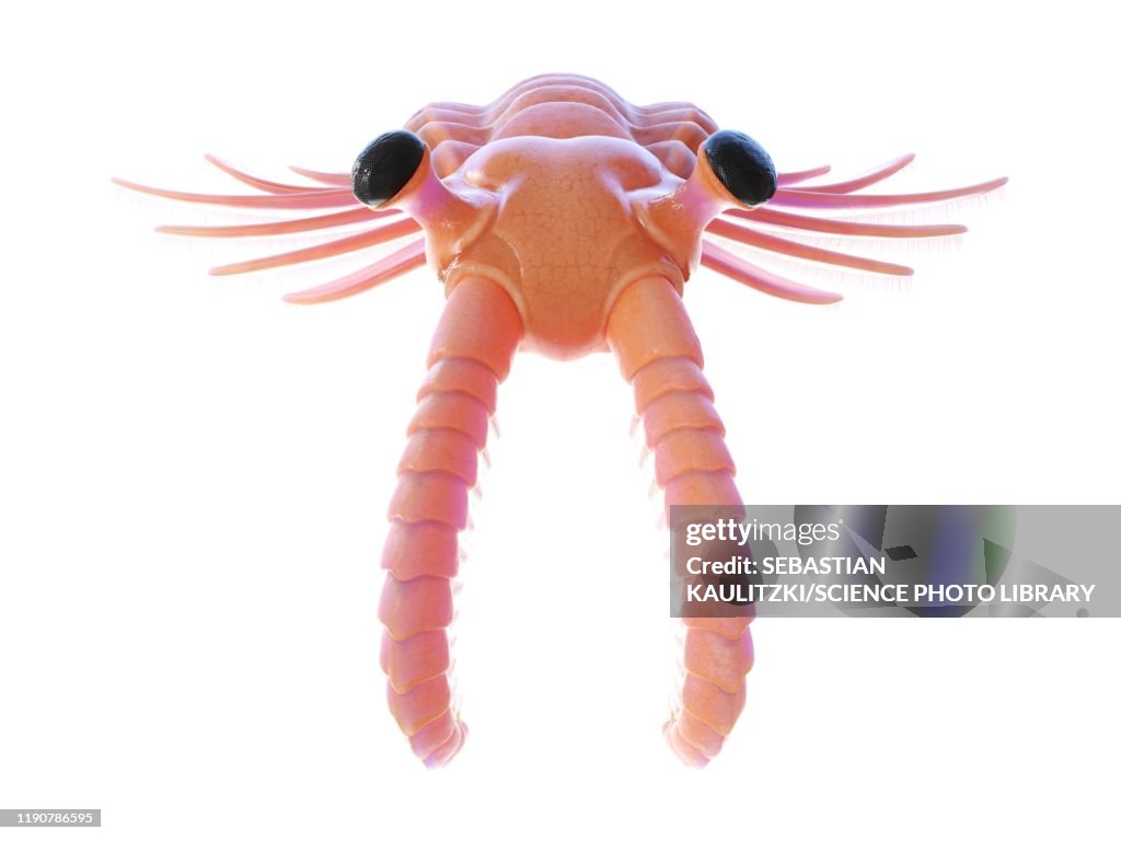 Anomalocaris, illustration