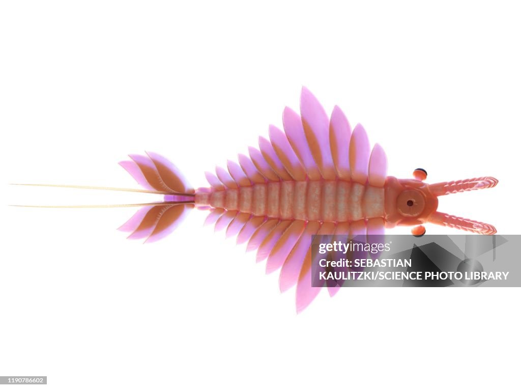 Anomalocaris, illustration