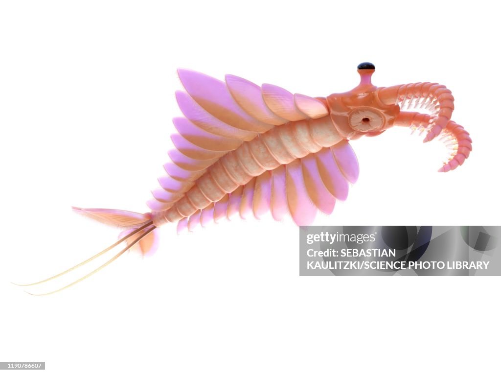 Anomalocaris, illustration