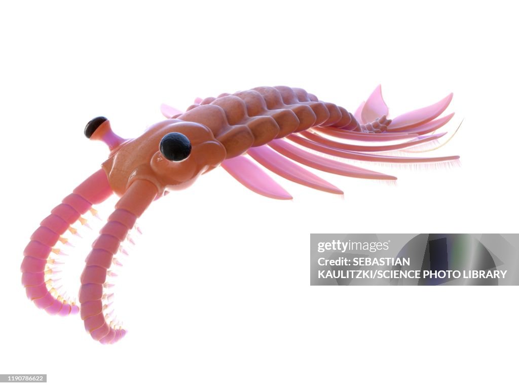 Anomalocaris, illustration