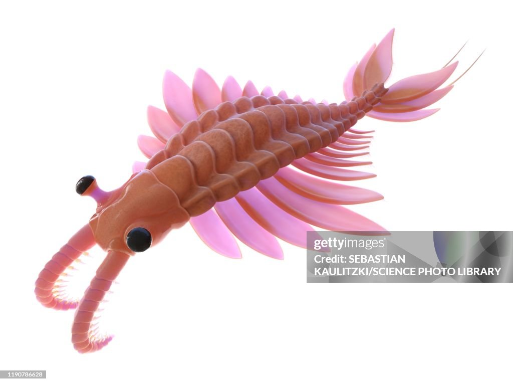Anomalocaris, illustration