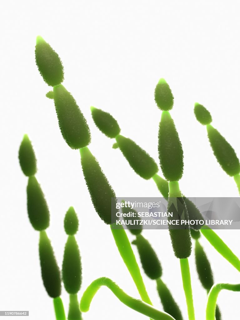 Alternia fungus, illustration