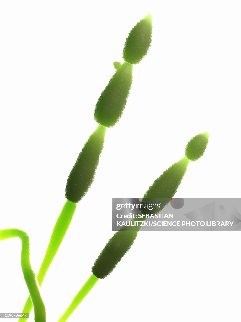 Alternia fungus, illustration