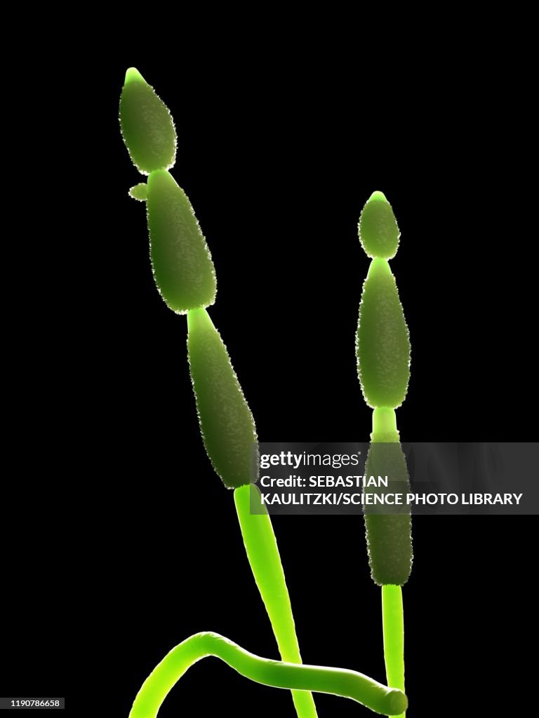 Alternia fungus, illustration