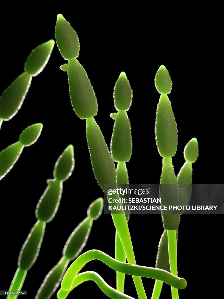 Alternia fungus, illustration