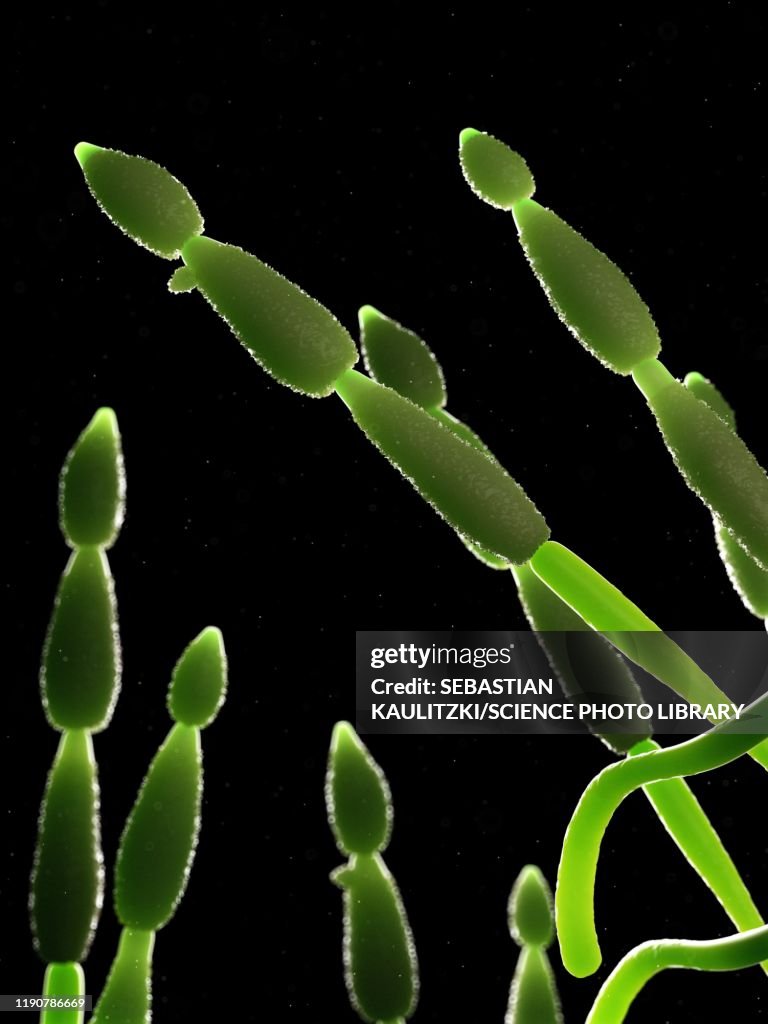 Alternia fungus, illustration