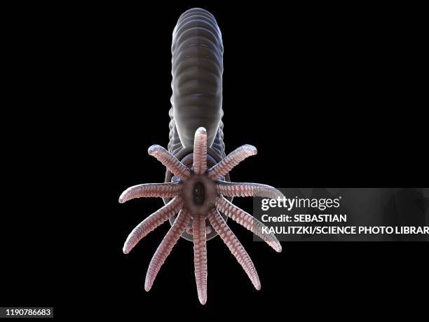 ammonite, illustration - shale stock illustrations