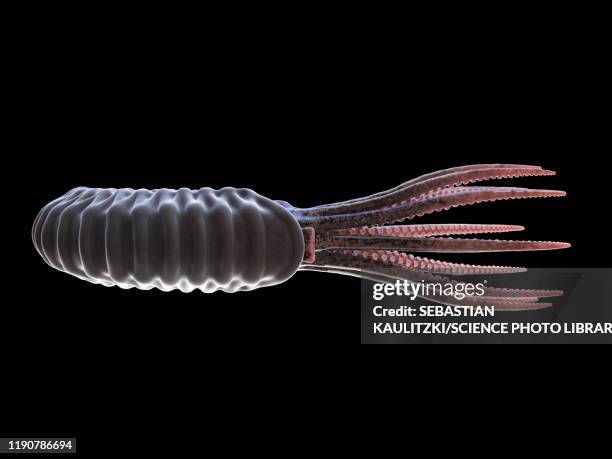 ammonite, illustration - shale stock illustrations