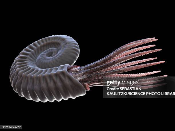 ammonite, illustration - ammonite stock illustrations