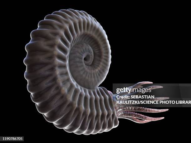 ammonite, illustration - shale stock illustrations