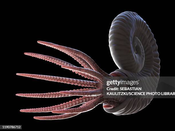 ammonite, illustration - shale stock illustrations