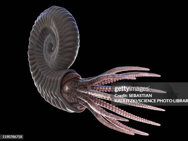 ammonite, illustration - shale stock illustrations