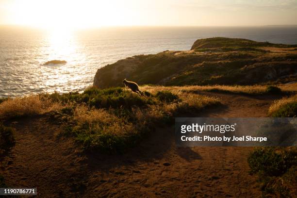 wallaby hopping into the sunset - kangaroo on beach foto e immagini stock