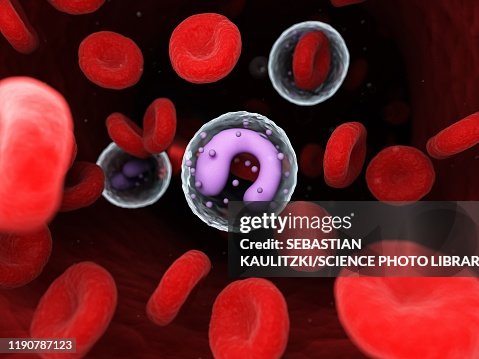 Monocyte Animation Monocyte Illustration High-Res Vector Graphic - Getty Images