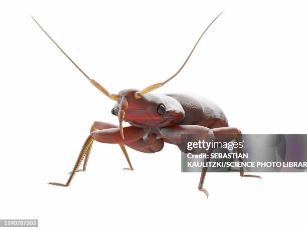 bedbug, illustration - bed bug stock illustrations