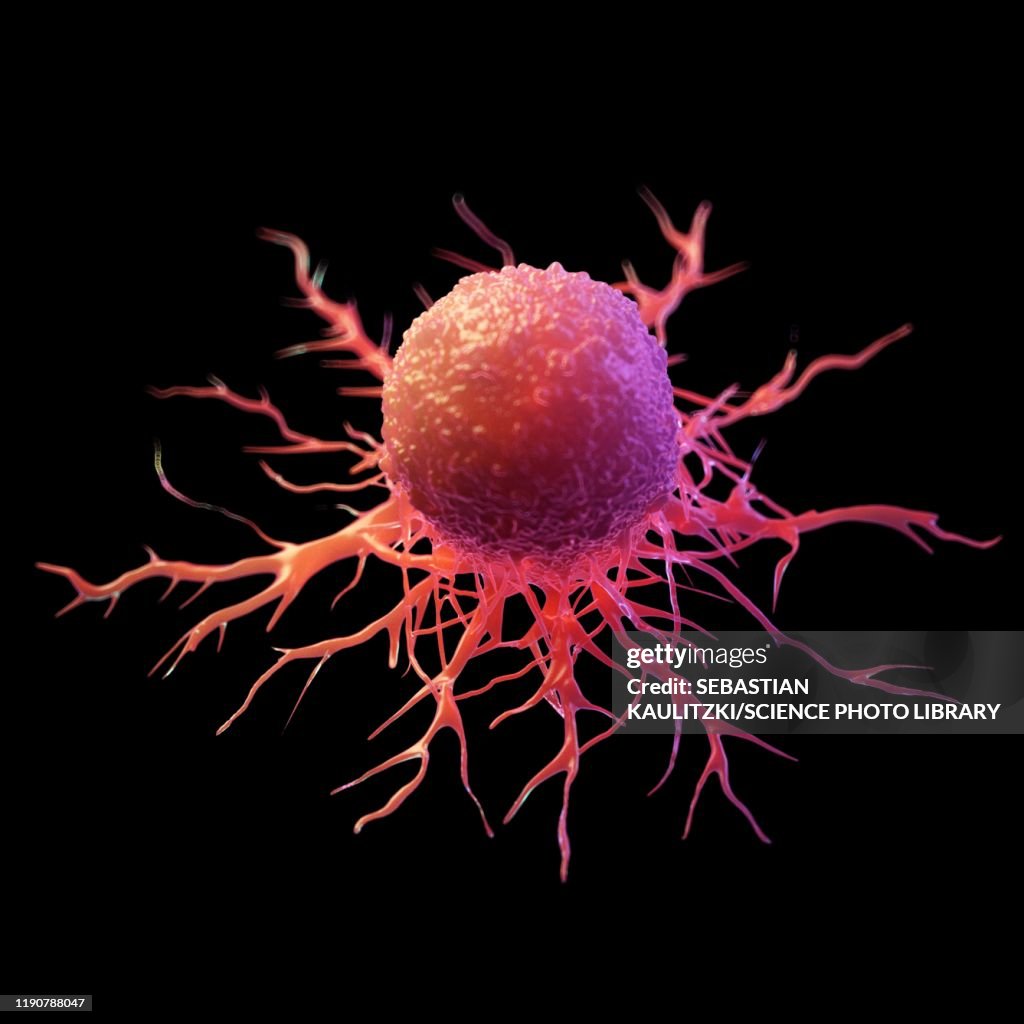 Cancer Cell With Ruler Cancer Cell Illustration High-Res Vector Graphic - Getty Images