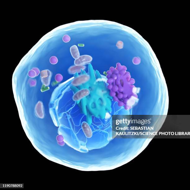 animal cell, illustration - citoplasma imagens e fotografias de stock