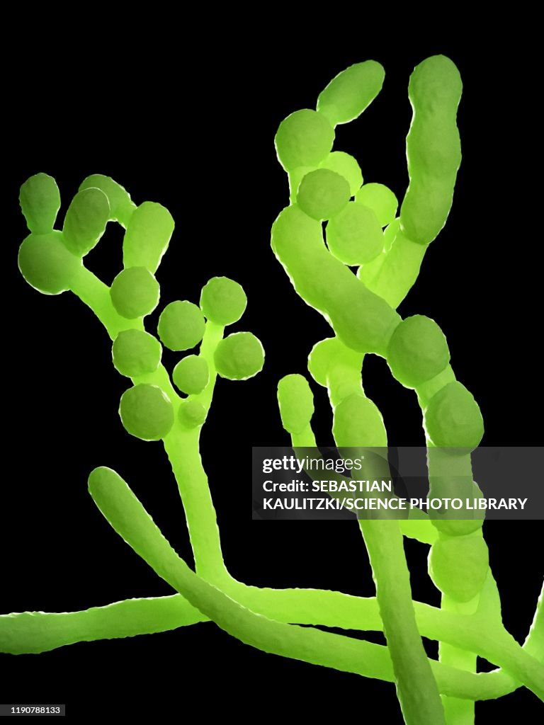 Cladosporium fungus, illustration
