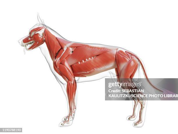 dog musculature, illustration - vet science stock illustrations