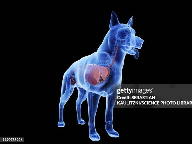 47 Ilustraciones de Estómago De Animal órgano Interno - Getty Images 47 Ilustraciones de Estómago De Animal órgano Interno - Getty Images