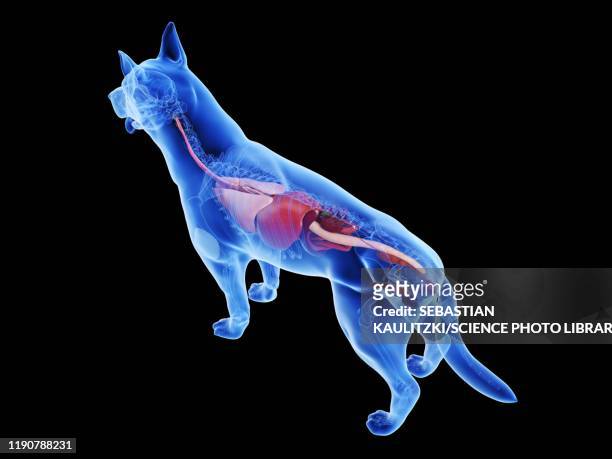 47 Ilustraciones de Estómago De Animal órgano Interno - Getty Images