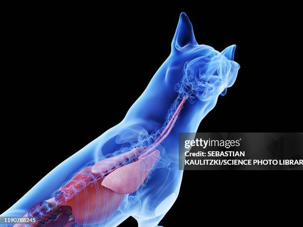 47 Ilustraciones de Estómago De Animal órgano Interno - Getty Images 47 Ilustraciones de Estómago De Animal órgano Interno - Getty Images