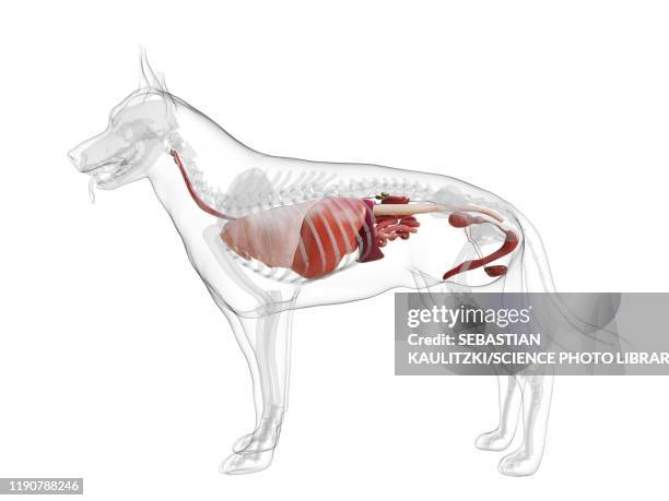 47 Ilustraciones de Estómago De Animal órgano Interno - Getty Images 47 Ilustraciones de Estómago De Animal órgano Interno - Getty Images