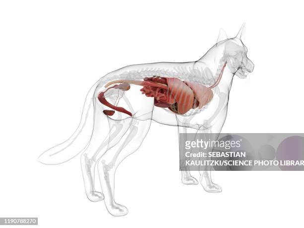 47 Ilustraciones de Estómago De Animal órgano Interno - Getty Images