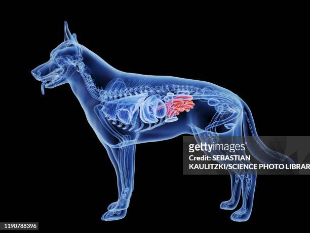 ilustrações, clipart, desenhos animados e ícones de dog small intestine, illustration - sistema digestivo animal