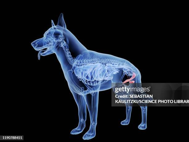 61 Ilustraciones de Organo Reproductivo Animal - Getty Images 61 Ilustraciones de Organo Reproductivo Animal - Getty Images
