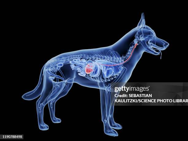 47 Ilustraciones de Estómago De Animal órgano Interno - Getty Images 47 Ilustraciones de Estómago De Animal órgano Interno - Getty Images