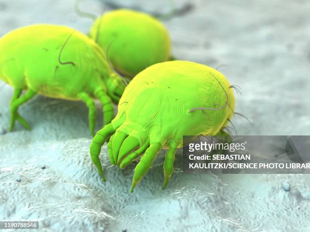 dust mites, illustration - sneezing stock illustrations