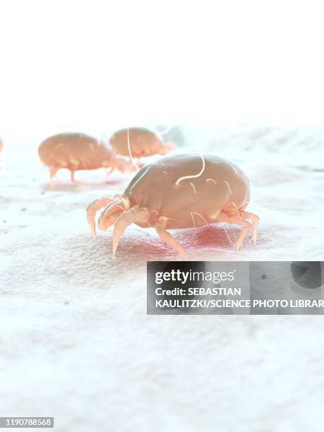 dust mites, illustration - dust bunny stock pictures, royalty-free photos & images