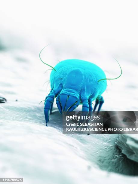 dust mite, illustration - dermatitis stock illustrations